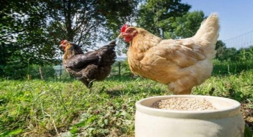 Jak správně připravit kaši pro nosnice, nejlepší receptury a složení